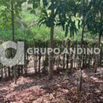 SE VENDE PROPIEDAD KM 4 VIA GIRON
